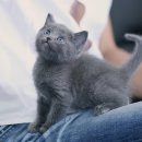 러시안블루 | 내 마음을 사로잡은 홍대러시안블루분양 후기! 💖 cattery 부천본점