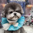 율무네애견 이미지