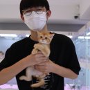 분당고양이분양 고사남 이미지