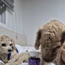 로이메디 이미지