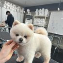 탑 애견 이미지