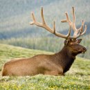 선경사슴 이미지