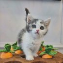 도그마루 고양이강아지 청주점 이미지