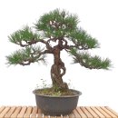 흑송분재원