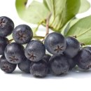 샘양지마을 이미지