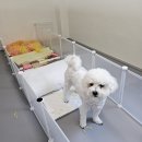 차차네 유치원 이미지