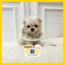 뽀뽀유성상어켄넬 | 영동강아지분양 똘망똘망 이루다