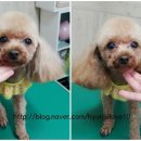 강변애견미용호텔 이미지