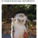 헤어러쉬