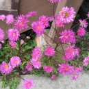 명천사슴농장 이미지