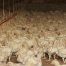 김정욱농장 이미지