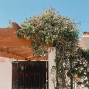 돼지 삼촌 이미지