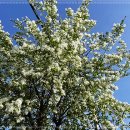 남포육전밀면&굴국밥 이미지