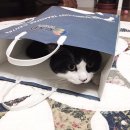 베스트동물병원 이미지