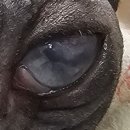 더프라임동물의료원 이미지