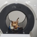 사라 양한방 동물병원 이미지