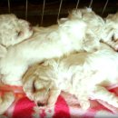 프리제(frise) 이미지