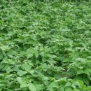 금풀애마을 이미지