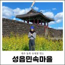 제주 성읍마을 한봉일 고택 | 3월 제주 동쪽 유채꽃 명소 성읍민속마을