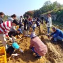 국화리팜랜드 이미지