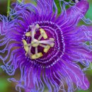 ‘주님수난꽃’의 여러 상징성 이미지