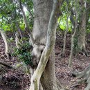 태하 모노레일 이미지