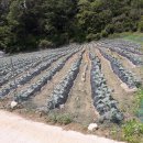 용부동산중개사무소 이미지