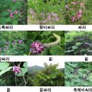 싸리나무(Lespedeza bicolor Turcz.)의 효능 2 이미지