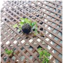 여주-1077 이미지