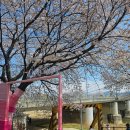 명당길 | 여행] 세종 조치원 벚꽃 명소 - 아이와 함께한 초지원 조천변 벚꽃길 만개 후기 &amp; 기찻길 인생샷 명당 🌸