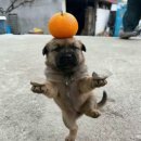모꼬