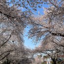 경마공원역 1번출구 | 과천 렛츠런파크 눈부시게 예뻣던 벚꽃 축제 &amp; 경마 관람 후기! 무료입장·주차 팁