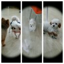몽이스토리