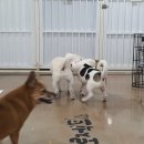 뽀시래기 이미지