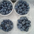 이헌농장 이미지