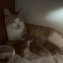 고울도울