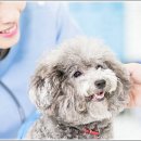 펫퍼스트 24시 강아지분양고양이분양 용인점 이미지