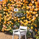 북촌플레이스Ⅰ | 제주 5월 가볼만한곳 장미꽃 명소 아일로사 북촌에가면 꽃구경 실시간