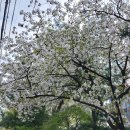 2024년 4월 12일 교문아파트의 벚꽃 이미지