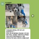 안단테동물병원