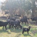 야산염소 이미지