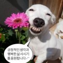 맑은눈 동물병원 이미지