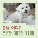 서일약국 | 천안실내애견 멍자네 하루 이용 후기