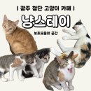 냥스테이 이미지