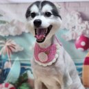 꿈꾸는 강아지 이미지