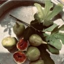 향-녹음의 계절 이미지