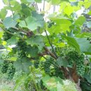 조용한펜션 이미지