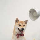 설 grooming 이미지