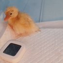 오리세상 이미지