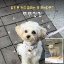히스토리씨 | 강아지 미용실 추천 ｜귀여운 말티푸 커트 맛집 '뚜뚜멍멍' 내돈내산 솔직후기